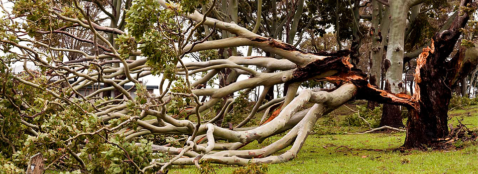 Stump Time Gold Coast