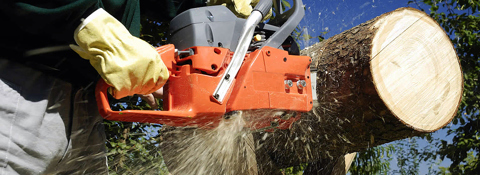 Tree Removal Gold Coast