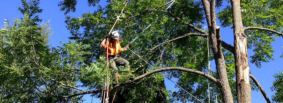 Gold-Coast-Tree-Removal-LLL Tree Removals Gold Coast